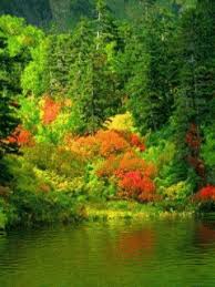 خلفيات متنوعة مميزة خلفيات للهواتف images?q=tbn:ANd9GcR